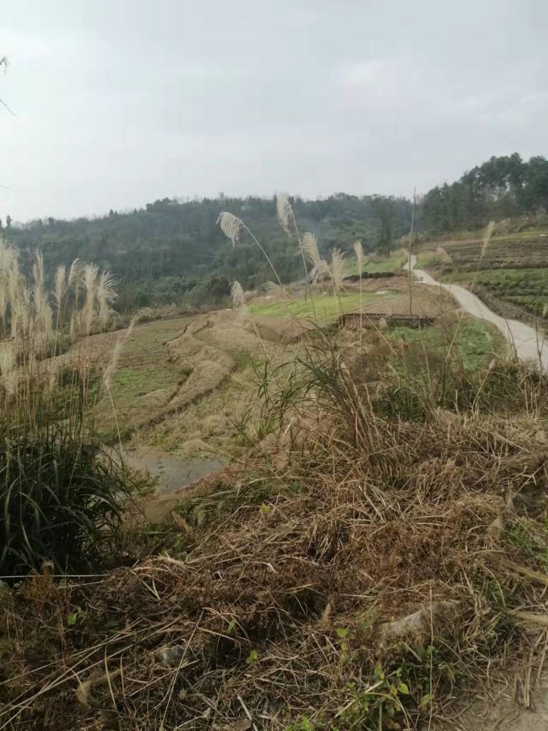 巴南安澜镇100多亩的菜地，可种花木，道路直达离高速下道