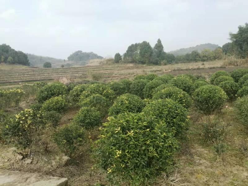 巴南安澜镇100多亩的菜地，可种花木，道路直达离高速下道