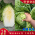 【热卖】精品湖北白菜，黄心白菜大量出售中，品质保证