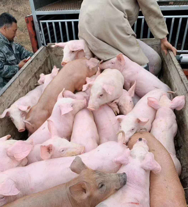 山东仔猪三元仔猪批发猪场销售防疫严格送猪到家品种齐全