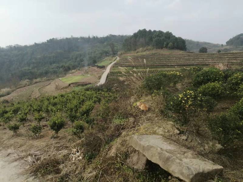 巴南安澜镇200亩文旅项目，有50多亩鱼塘，100多亩花