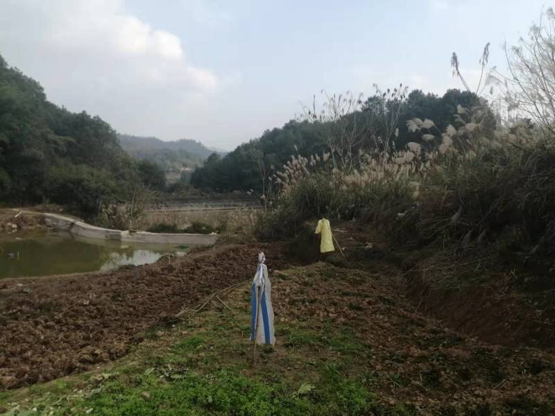 巴南安澜镇200亩文旅项目，有50多亩鱼塘，100多亩花
