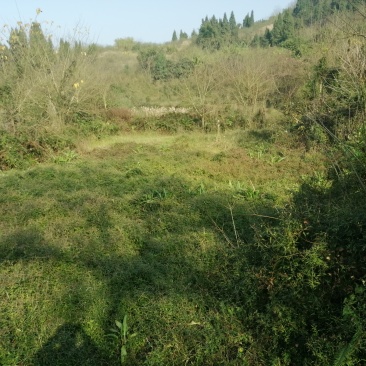 巴南二圣镇70亩鱼塘出zu，一个11个塘，水源山水，需要