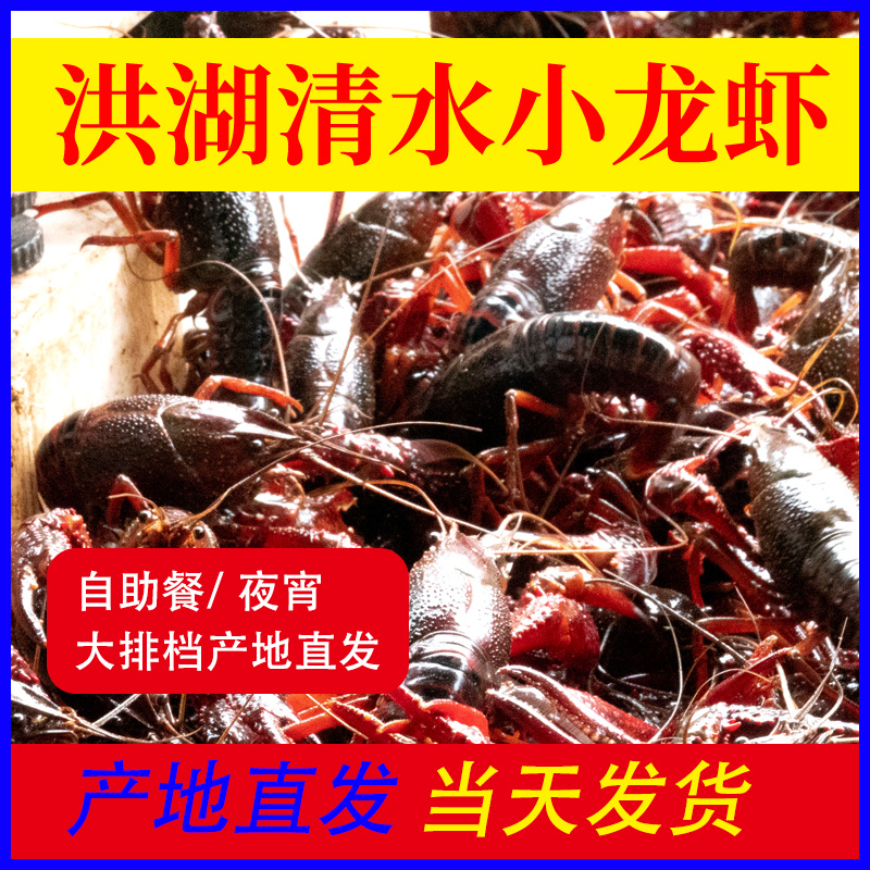 【产地直销】红虾湖北小龙虾餐馆大排档**一手货源活虾