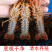 【产地直销】红虾湖北小龙虾餐馆大排档**一手货源活虾