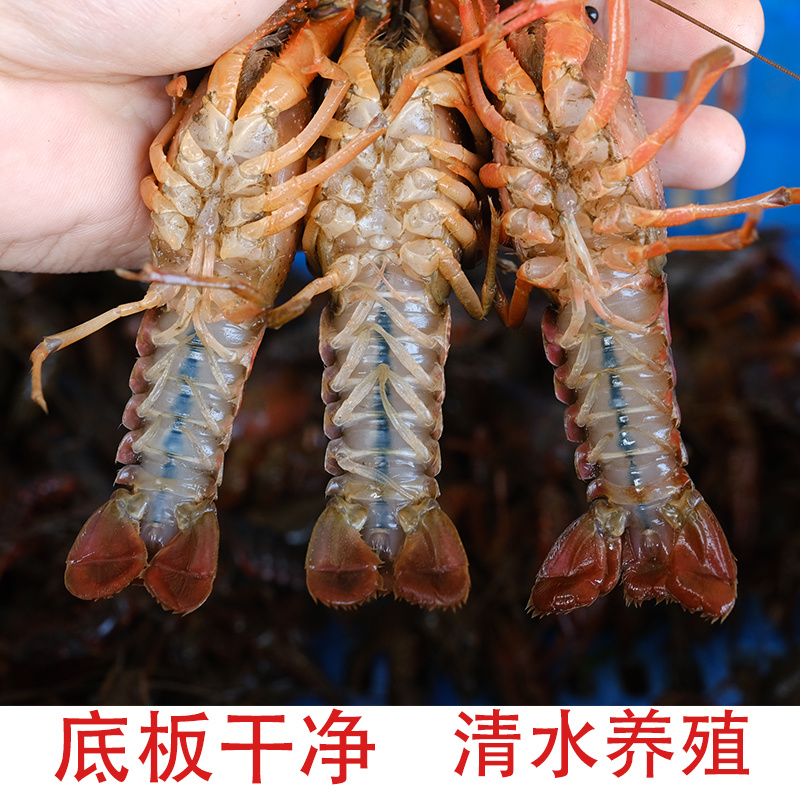 【产地直销】红虾湖北小龙虾餐馆大排档**一手货源活虾