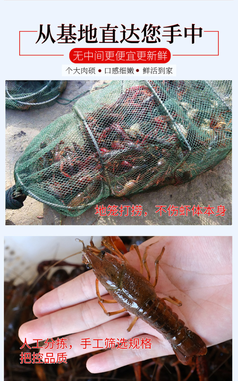 【产地直销】红虾湖北小龙虾餐馆大排档**一手货源活虾