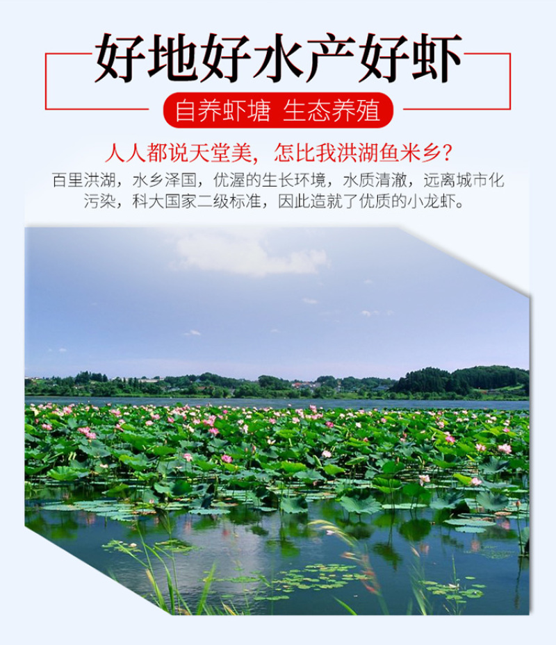 【产地直销】红虾湖北小龙虾餐馆大排档**一手货源活虾