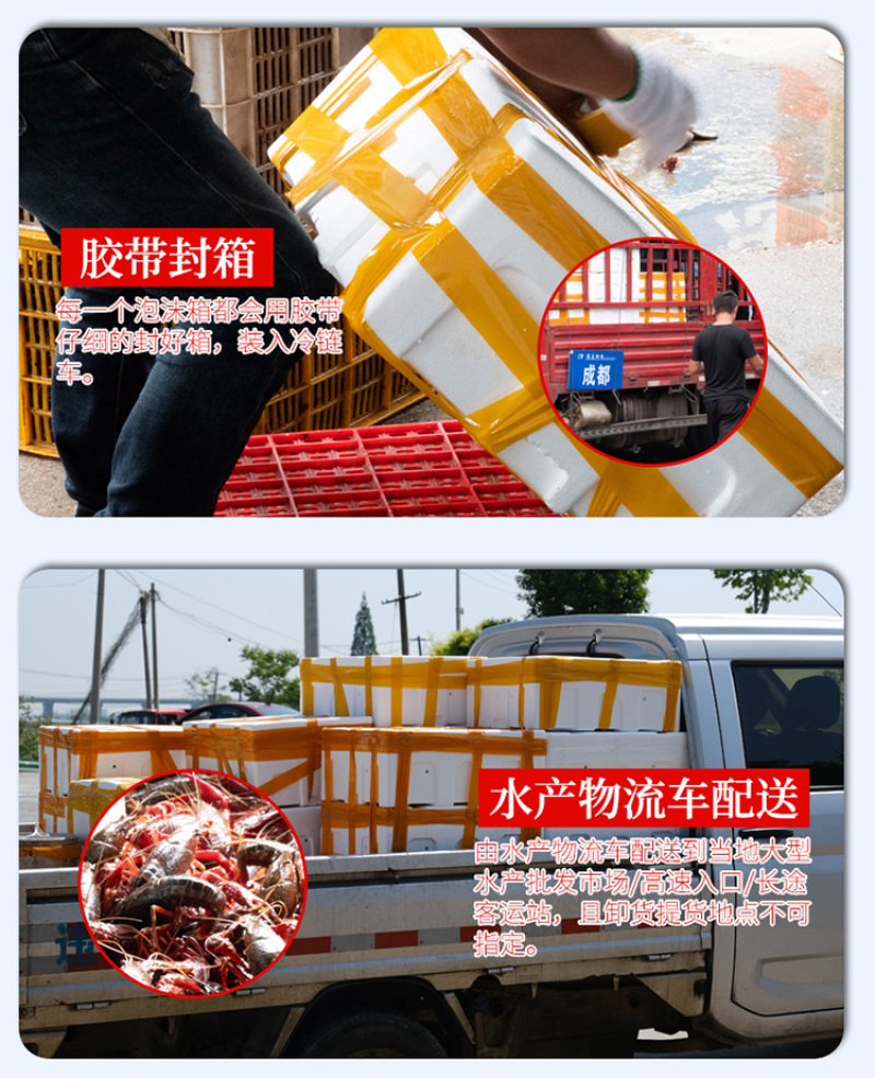 【产地直销】红虾湖北小龙虾餐馆大排档**一手货源活虾