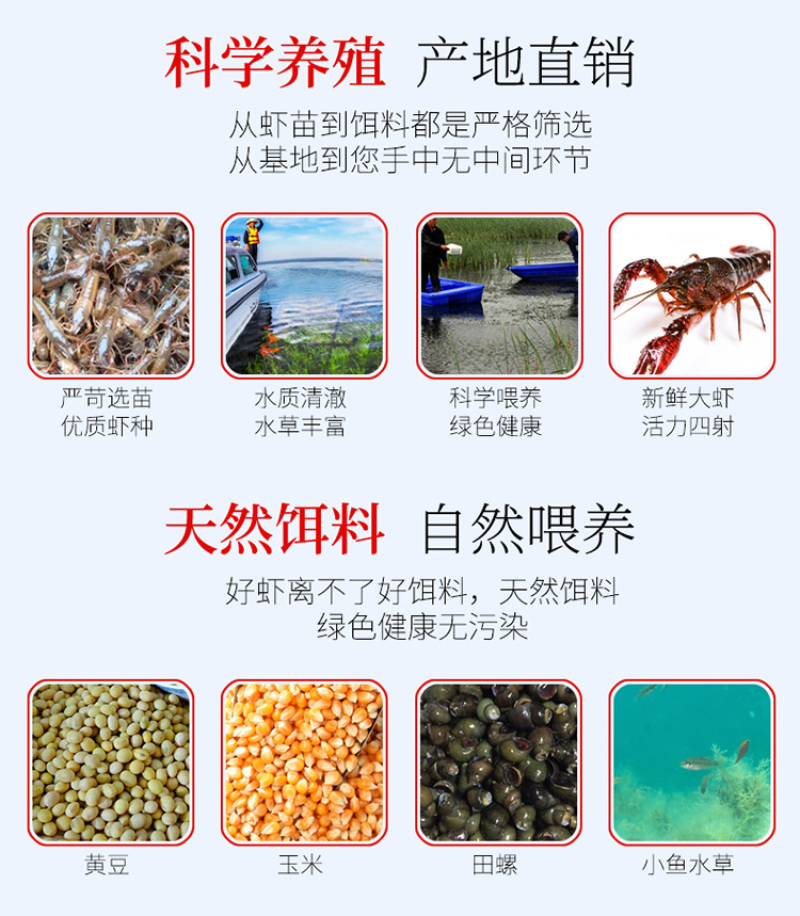 【产地直销】红虾湖北小龙虾餐馆大排档**一手货源活虾