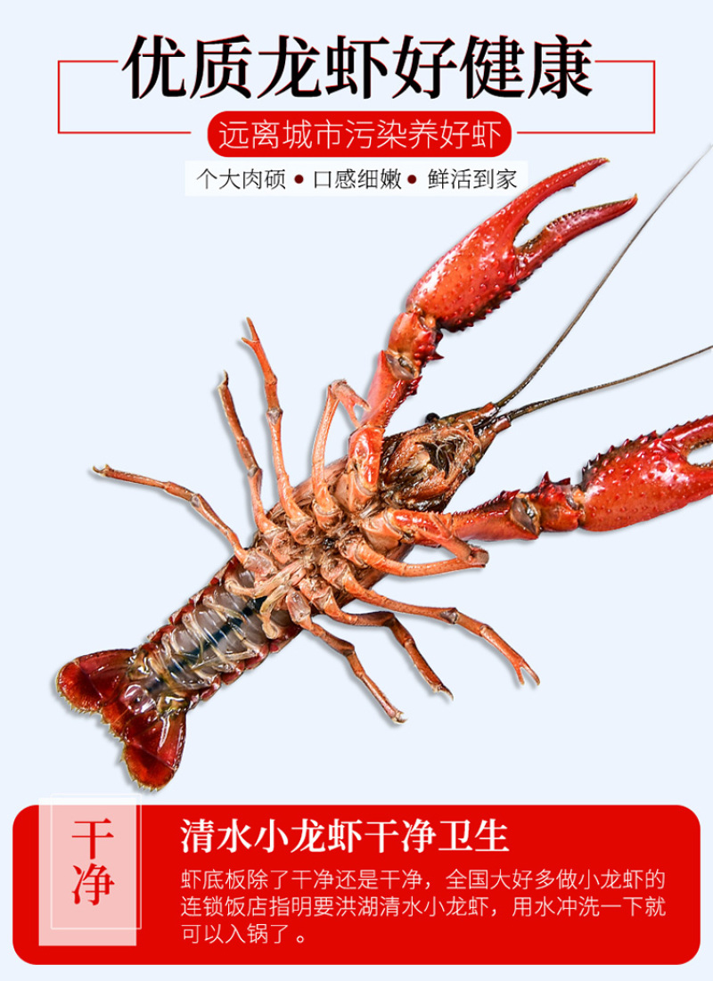 【产地直销】红虾湖北小龙虾餐馆大排档**一手货源活虾