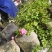 蔷薇花价格，泰安蔷薇花基地，蔷薇花苗批发视频看货