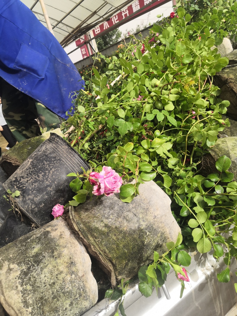 蔷薇花价格，泰安蔷薇花基地，蔷薇花苗批发视频看货