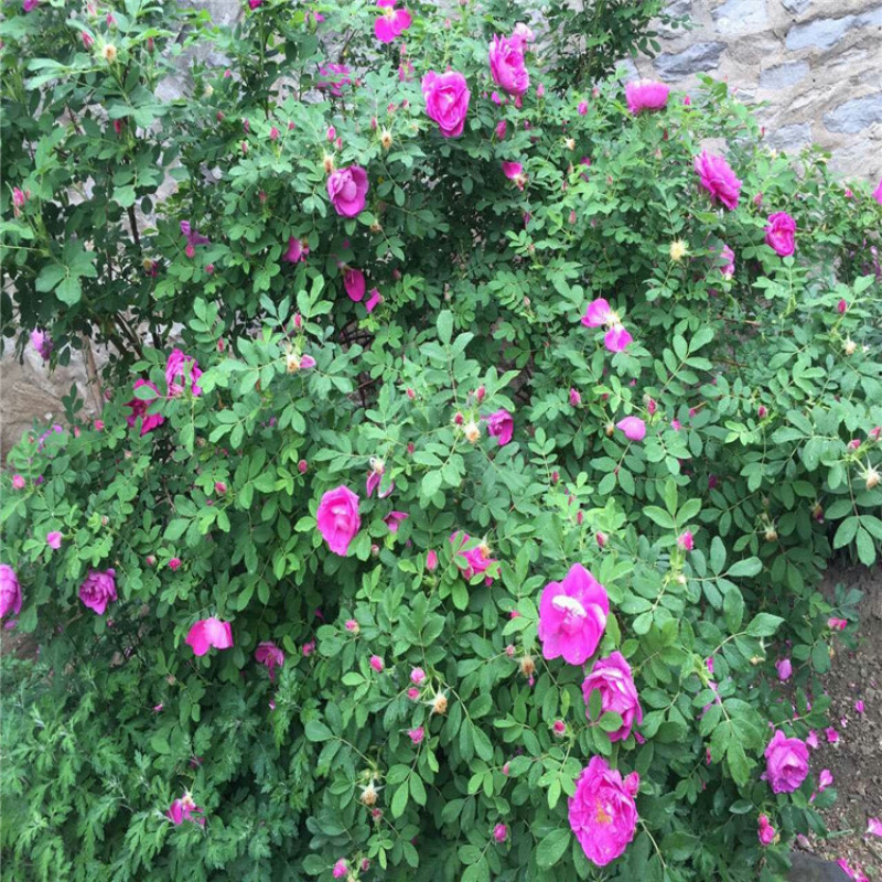 蔷薇花价格，泰安蔷薇花基地，蔷薇花苗批发视频看货