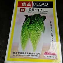 大白菜种子德高CR117菜型好，产量高，抗根肿病能力强