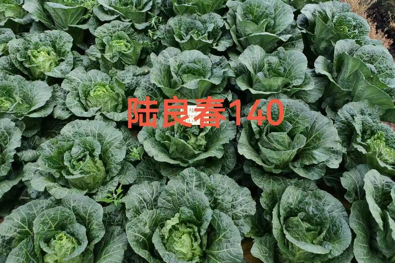 大白菜种子德高春140菜型好产量高抗根肿病能力强耐抽薹