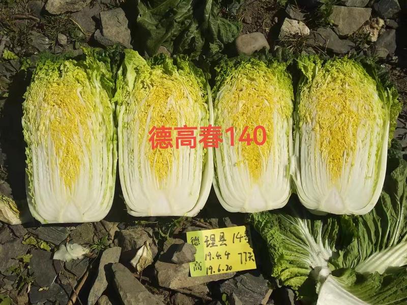 大白菜种子德高春140菜型好产量高抗根肿病能力强耐抽薹