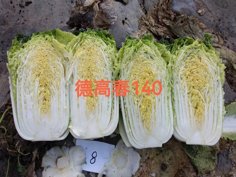 大白菜种子德高春140菜型好产量高抗根肿病能力强耐抽薹