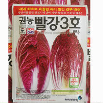 紫白菜种子韩国进口紫裔大白菜紫色红色娃娃菜春秋季种植