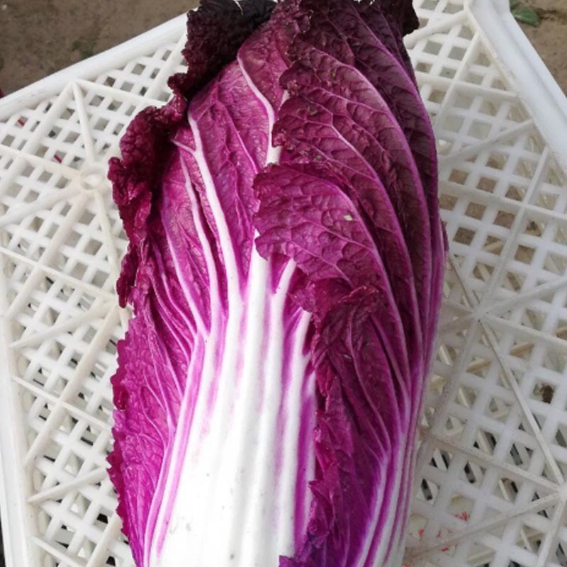 紫白菜种子韩国进口紫裔大白菜紫色红色娃娃菜春秋季种植