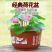 加厚荷花盆睡莲花盆碗莲盆树脂塑料花盆无孔水培花盆批发