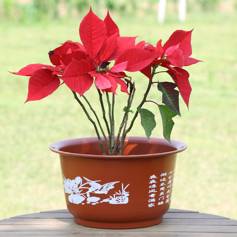 加厚荷花盆睡莲花盆碗莲盆树脂塑料花盆无孔水培花盆批发