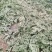 凌海西瓜甜王西瓜产地直发质量保证保熟爆甜10斤打底