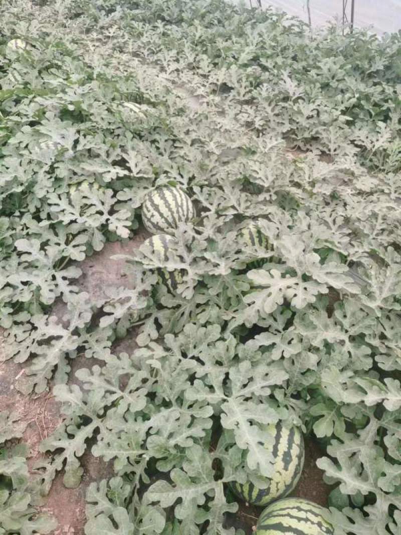 凌海西瓜甜王西瓜产地直发质量保证保熟爆甜10斤打底