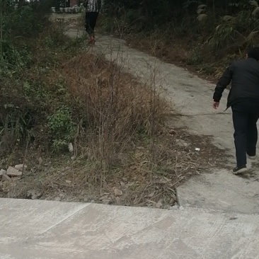 巴南区二圣镇养牛棚加20亩种植用地，牛棚1年1万