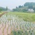 重庆荣昌农田300亩，农业排水，山平塘，500一亩，