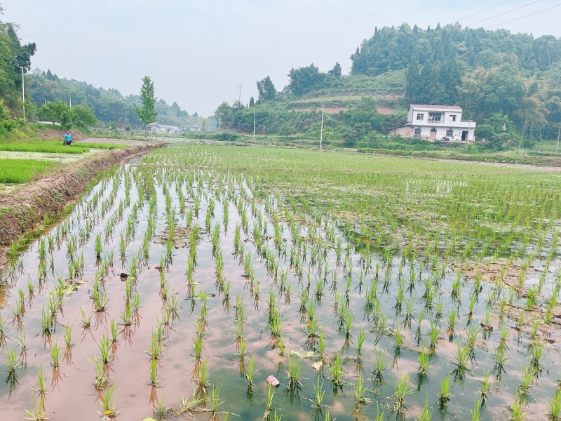 重庆荣昌农田300亩，农业排水，山平塘，500一亩，
