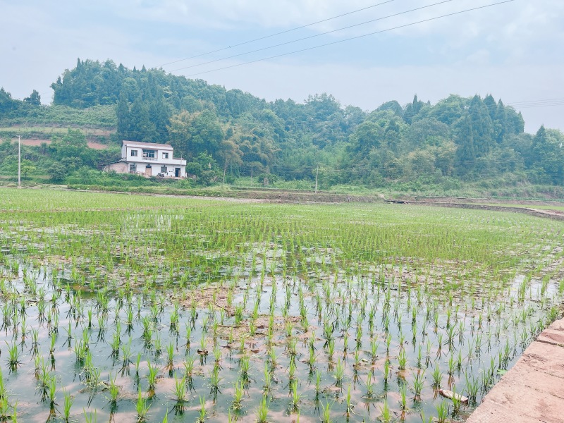 重庆荣昌农田300亩，农业排水，山平塘，500一亩，