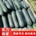 【精选】冬瓜，黑皮冬瓜大量新鲜供应，产区直发对接全国批发