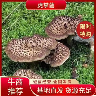 来自于大山的野生虎掌菌，现有货，规格齐全，源头货，全国包