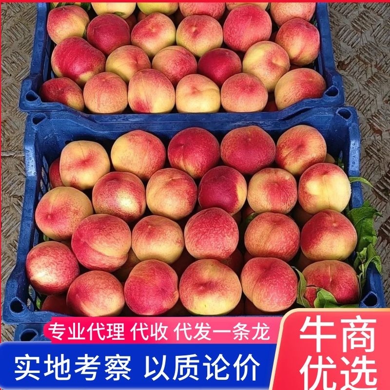 毛桃，河北突围毛桃，一手货源，品质保证。欢迎老板咨询