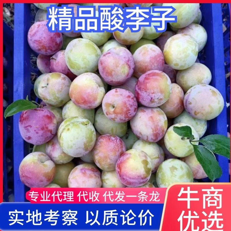李子，河北酸李子，一手货源，产地直销。欢迎老板咨询