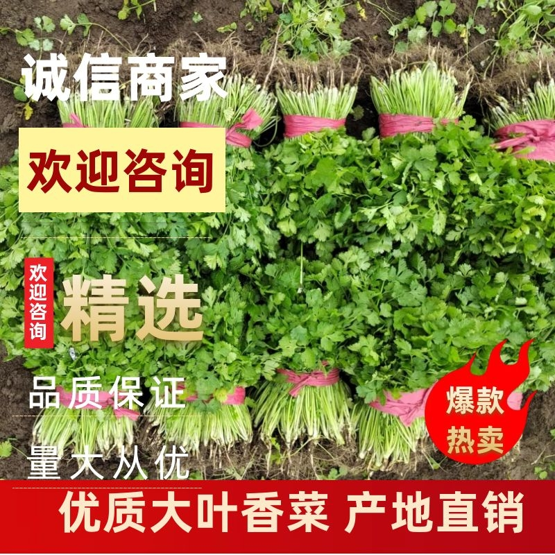 吉林香菜，货源充足稳定，质优价廉，一手货源，欢迎选购