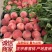【热卖】河北春雪桃大量上市甜度高口感好品质保证
