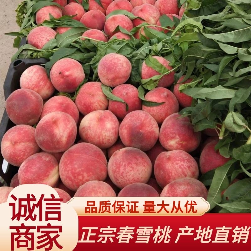 【热卖】河北春雪桃大量上市甜度高口感好品质保证