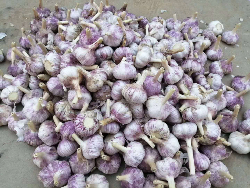 金乡大蒜紫皮蒜红皮蒜质量保障诚信合作视频看货等您来电