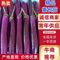 （基地直供）云南建水紫长茄，保质保量，诚信经营，实力代办