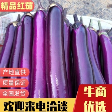 《推荐》云南建水红茄，基地直供，保质保量，量大优惠，