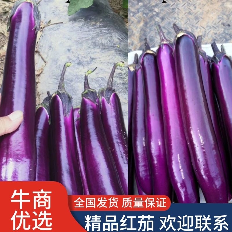 云南红茄大量上市，保质保量，基地直发，诚信经营，实力代办