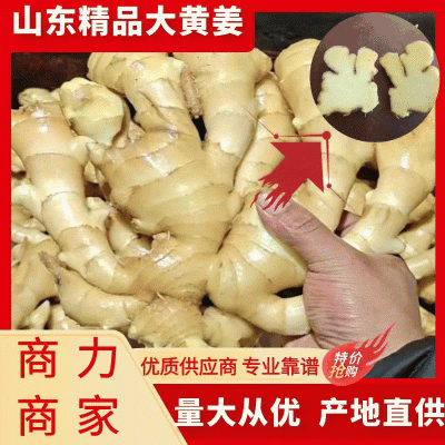 【实力】山东大黄姜质量好货源充足大量供应市场对接电商