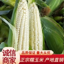 河北邯郸白糯玉米，万糯2000玉米大量上市可供电商