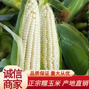 河北邯郸白糯玉米，万糯2000玉米大量上市可供电商