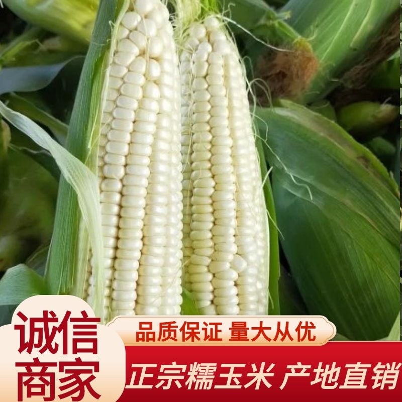 河北邯郸白糯玉米，万糯2000玉米大量上市可供电商