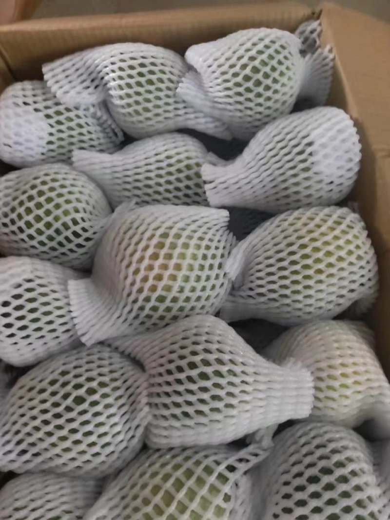 【热卖】精品绿宝甜瓜产地直销大量上市品质保证欢迎咨询