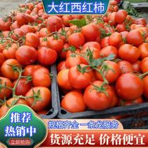 安徽西红柿精品【大红西红柿】大量上市低价全国