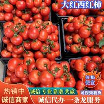 精品【大红西红柿】货源充足价格合理一条龙服务